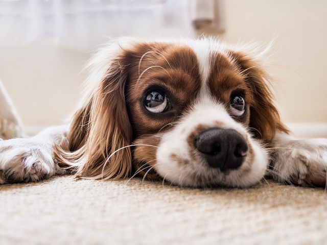 Как определить породу собаки