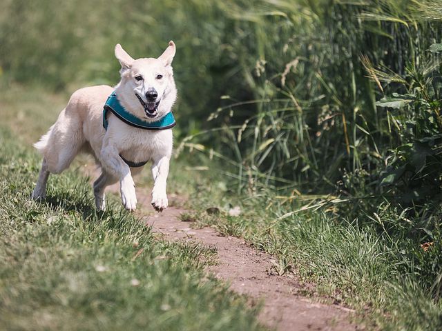 Виды клещей у собак: строение, особенности развития, пути заражения и меры предосторожности