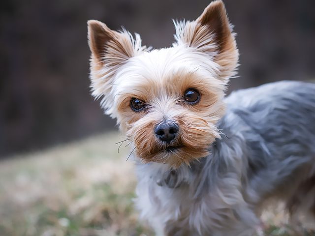 Как подстричь собаку